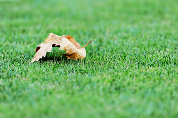 Fallen leave on a soccer field