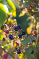 blackberries growing