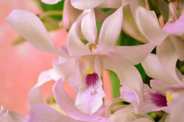 Fototapeta premium Dendrobium orchid, Dendrobium sp., Family Orchidaceae, Central of Thailand