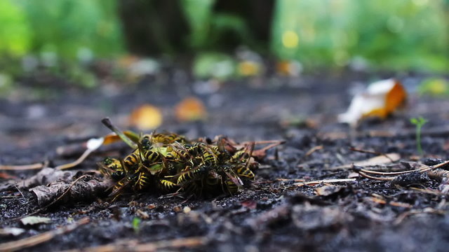 Wildlife swarm wasps eat rotten pear or apple on the ground.
