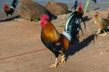 hawaiian rooster kauai hawaii © amarok17wolf