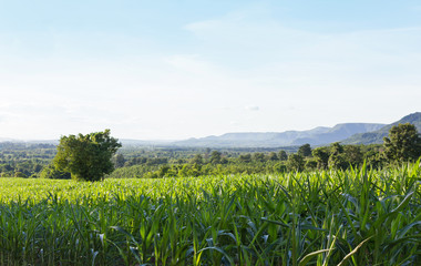  tropical plant corn field in countryside of Thailand