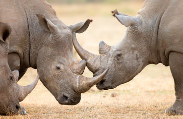 Cornes de verrouillage de rhinocéros blanc