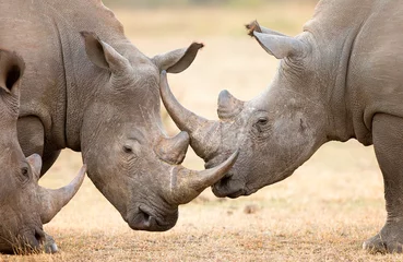Photo sur Plexiglas Rhinocéros Cornes de verrouillage de rhinocéros blanc