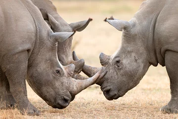 Acrylic prints Rhino Three White Rhino's  locking horns