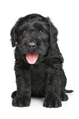 Black Russian terrier puppy
