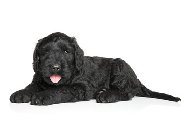 Black Russian terrier puppy