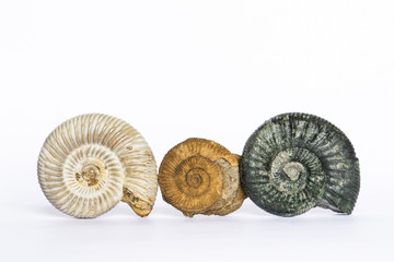 Perisphinctes, Dactylioceras, Orthosphinctes, ammoniti fossili 