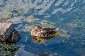 ente im wasser schwimmend