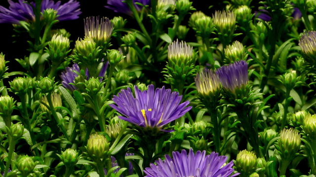 Time-lapse of purple Aster flowers blooming. 
