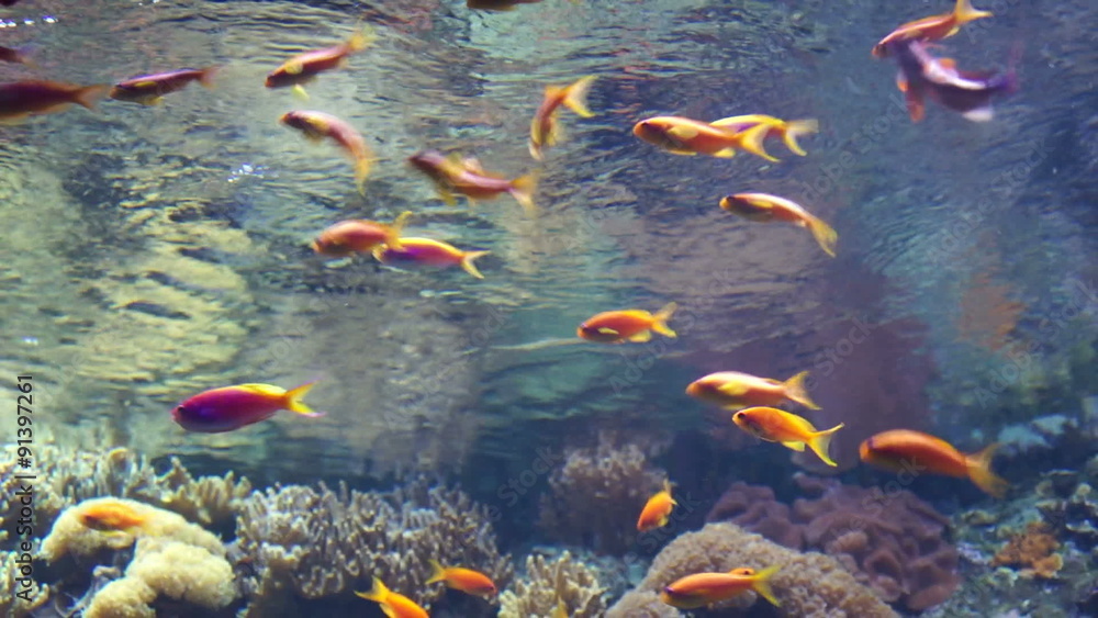 Wall mural colorful aquarium, colorful fishes swimming