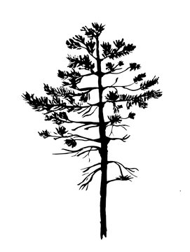 young pine tree with needles sketch graphics vector illustration