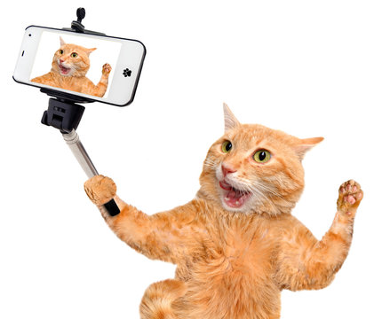 Cat taking a selfie with a smartphone
