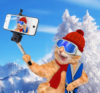 Cat with skis taking a selfie together with a smartphone.