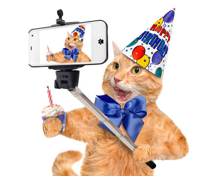 Birthday cat  taking a selfie together with a smartphone.