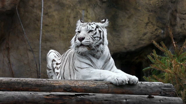 White tiger lying and relaxing outdoors