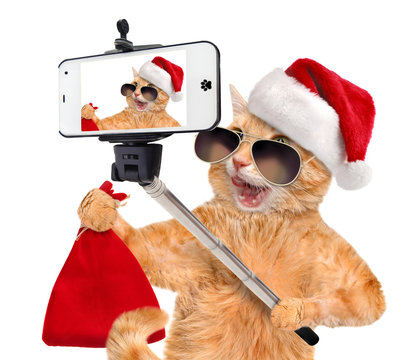 Cat in red Christmas hat taking a selfie together with a smartphone.