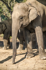 Naklejka premium elephant live in village with people in nepal