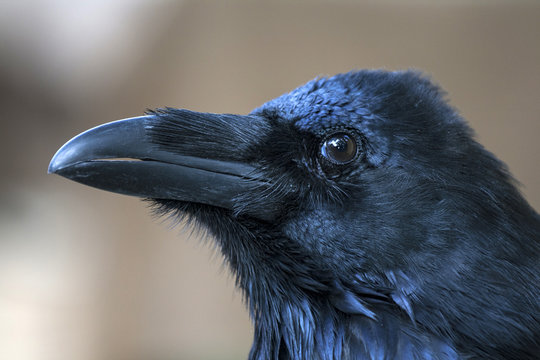 Portrait of black crow standing - common raven