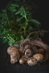 Young potatoes with soil