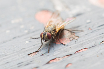 Fly sitting on some old paintwork