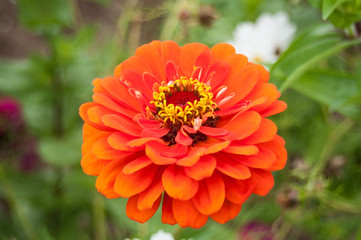 dahlia orange