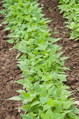 Jardin potager - haricots verts