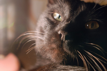 Face of black cat