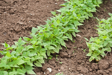 Jardin potager -  haricots verts