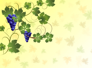 Grape vine background .