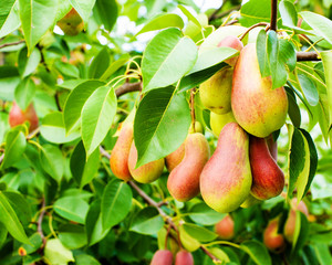 organic pears on tree branch