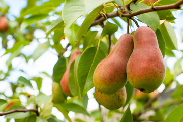 organic pears on tree branch