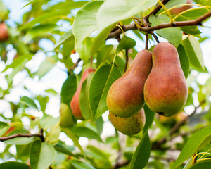 organic pears on tree branch