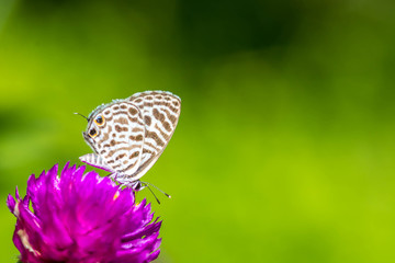 Closeup butterfly on flower