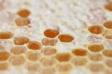 Honeycomb empty and full of honey