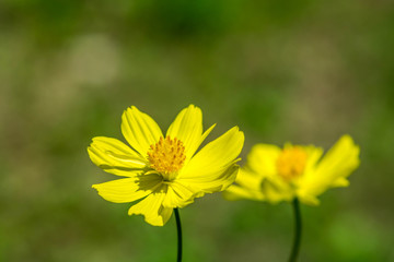 Fototapeta premium yellow cosmos flower