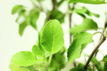 Fototapeta na wymiar Medicinal tulsi or holy basil indian herb on white background