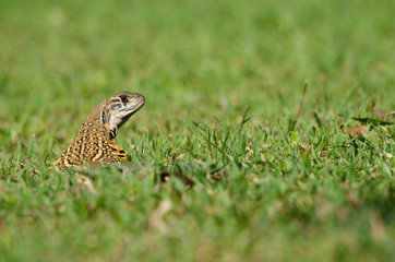 Leiolepis is waiting prey in the garden