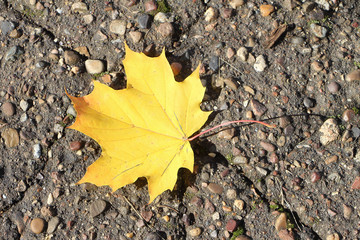 The yellow leaf of a maple which fell to asphalt in the fall