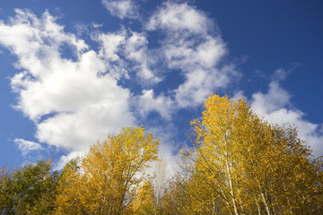 Fototapeta na wymiar autumn leaves on trees blue sky background