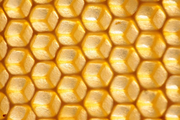 Empty honeycomb