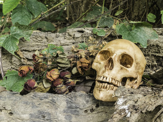 skull or skeleton of human photography