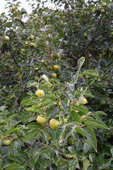色づいてきた庄内柿／山形県の庄内地方で、種がなく美味しいことで有名な庄内柿の風景を撮影した写真です。色づいてきた柿の実で、収穫が近い柿です。