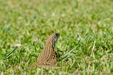 Leiolepis is waiting prey in the garden