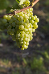 Weintrauben am Rebstock