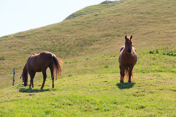 Couple of horses