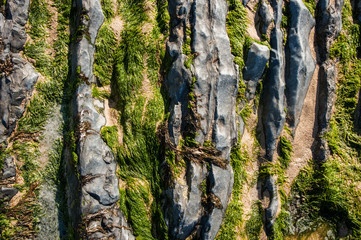 close-up of Sea Grass on rocks at low tide 