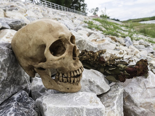 skull or skeleton of human photography