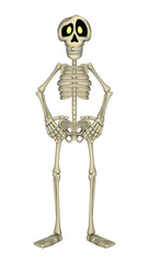 Skeleton