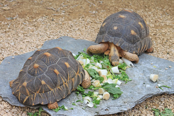 Zoo de Paris Vincennes